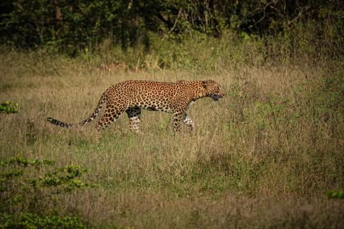 a cheetah walking through a field of tall grass at La Maison Yala in Tissamaharama