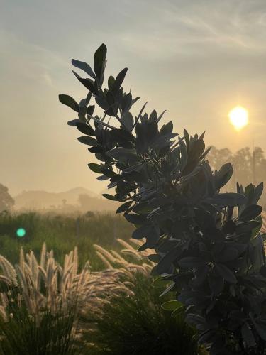 a plant in a field with the sunset in the background at Maryland Khaoyai Annapolis Pool Villa in Ban Nong Song Hong