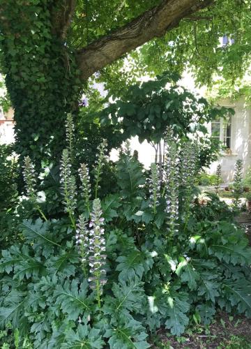 a garden with purple flowers under a tree at La Maison Ancienne Eymet in Eymet