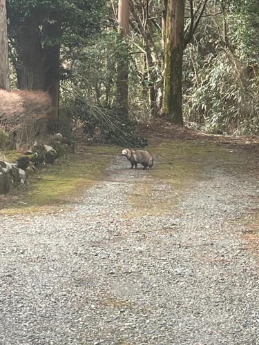 a brown cat walking down a dirt road at GranGiorno HAKONE Kowakidani in Ashinoyu