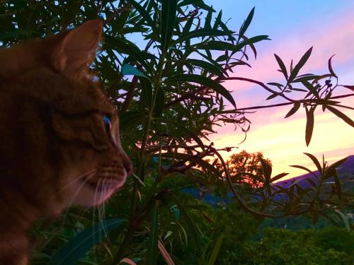 a cat looking out of a window at the sunset at Gîte A Funtana Montestremo, Balagne, Haute Corse in Manso