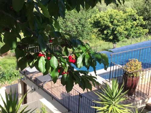 a tree with red flowers on a blue fence at Gîte A Funtana Montestremo, Balagne, Haute Corse in Manso