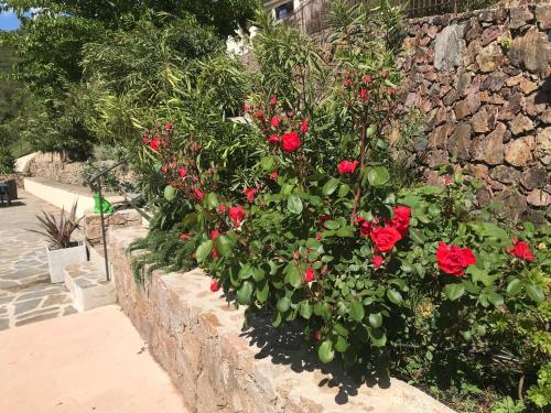 a bush of red roses on a stone wall at Gîte A Funtana Montestremo, Balagne, Haute Corse in Manso