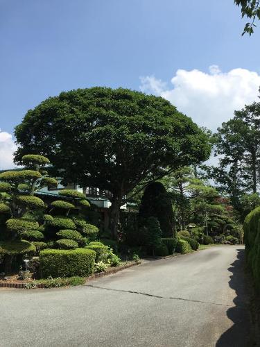 a large tree in the middle of a road at Yabukiso in Yamanakako