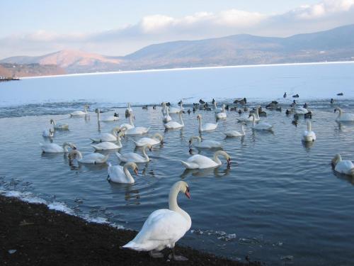 a large group of swans in the water at Yabukiso in Yamanakako