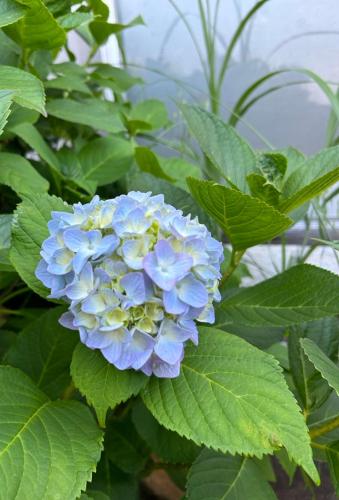 a blue flower on a plant with green leaves at アルピエm 敷地内無料駐車場2台分 置き型無料Wi-Fiあります 平屋瓦屋根の日本家屋 in Arao