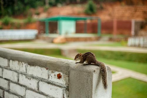 a squirrel sitting on top of a brick wall at Capital Resort Inn in Monaragala