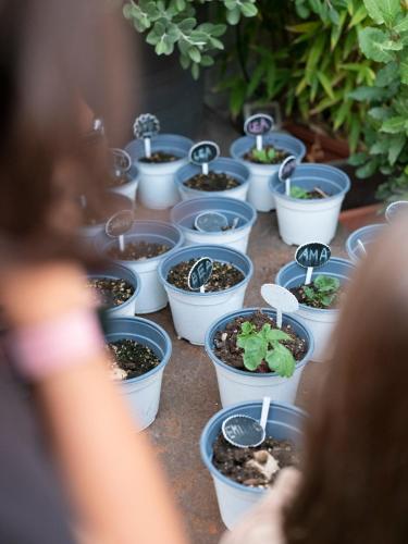 a group of potted plants in white pots at Imago Plus Hotel in Bari
