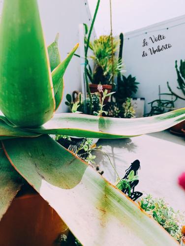 a green plant on a table with other plants at Le volte di Umberto: camera e rilassante terrazzo in Sogliano Cavour