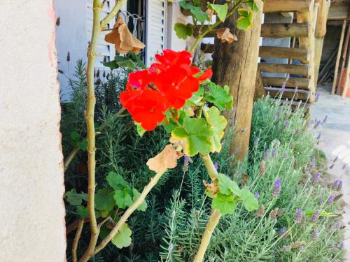 una pianta con fiori rossi in un giardino di hospedagem Manaká proximo ao Centro vista incrível a Cunha