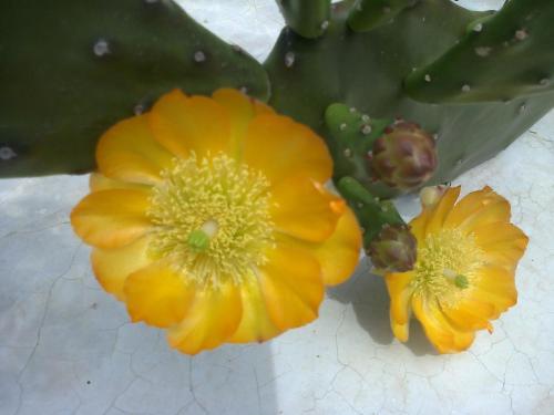 a close up of two yellow flowers on a plant at Casa en la Ruta del Malbec in Las Compuertas