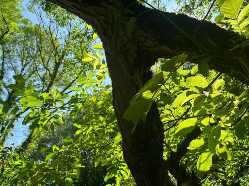 度假屋周边自然景观