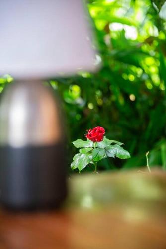 a red flower in a vase next to a lamp at Maison Mindo in Mindo