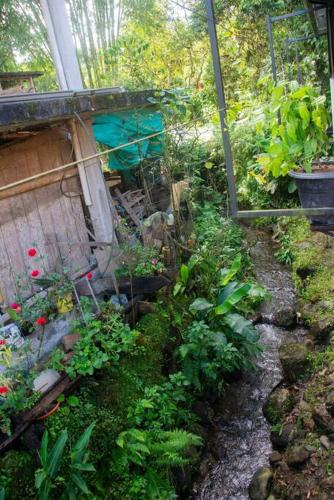 a garden with a bunch of plants and flowers at Maison Mindo in Mindo