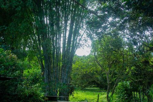 a large tree in the middle of a forest at Maison Mindo in Mindo