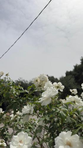Φυσικό τοπίο κοντά σε αυτό το διαμέρισμα