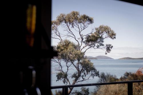 a view of a tree in front of the water at 'Lazy Susan's' Waterfront Shack in Primrose Sands
