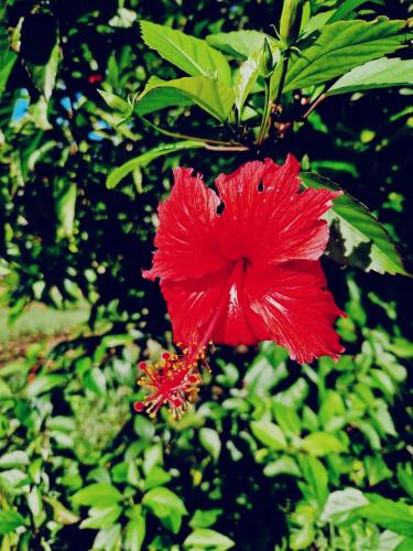 a red flower on a tree with green leaves at MONKEY MOUNTAIN LODGE in Mtende
