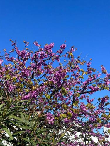 a tree with purple flowers and a blue sky at Studio Neuf à 2 pas de la plage in La Tranche-sur-Mer