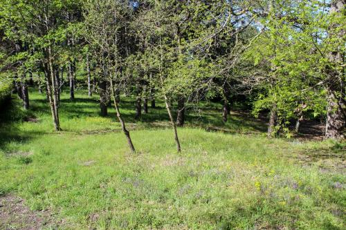 a group of trees in a field with grass at LA TANA DI TONY in Viterbo