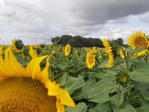a field of sunflowers on a cloudy day at Gîte Xin Dao in Sémézies-Cachan