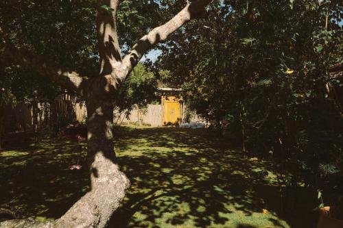 a tree in a yard with a yellow door at Vila Bijupirá in Caraíva