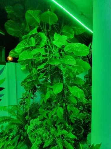 a green plant in a room with a green light at Nilaveli Guest House in Nilaveli