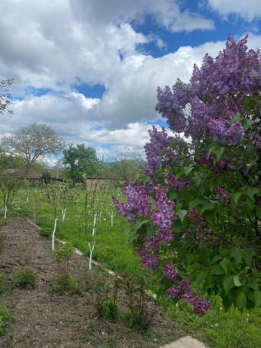 a tree with purple flowers in a field at Syune House in Tatʼev