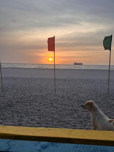 a dog sitting on a beach with a red flag at The Nova Scotia Resort Botolan in Binuclutan
