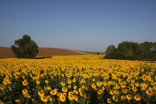 a field of yellow sunflowers in a field at Villa Montecastello in Monteriggioni