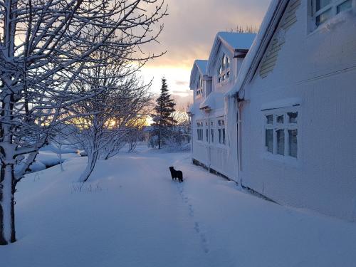 a black cat walking in the snow next to a building at Miðhraun - Lava resort in Midhraun