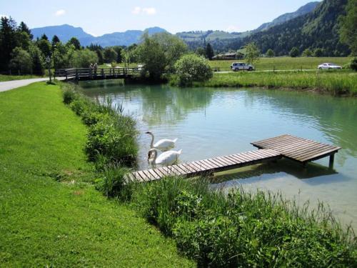 Dois cisnes estão numa doca num lago. em Pension Essbaum em Walchsee