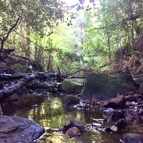 a stream of water with rocks in a forest at Nature Retreat & Artists Studio 90mins from Sydney in Spencer