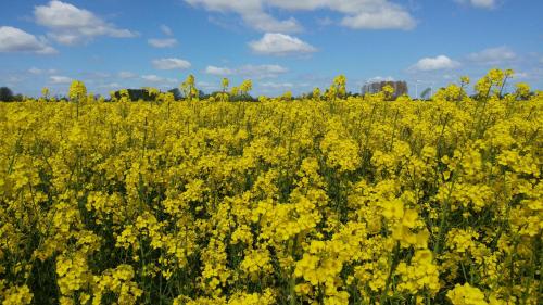 a field of yellow flowers in a field at Ferienwohnung Kleine Auszeit Nr 4 in Maasholm