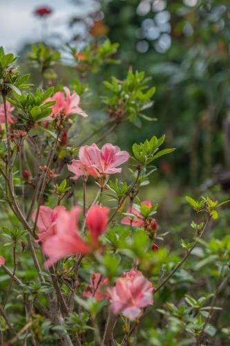 a group of pink flowers on a plant at The Nest House in Pai