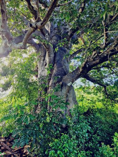 a large tree with green leaves on it at MONKEY MOUNTAIN LODGE in Mtende