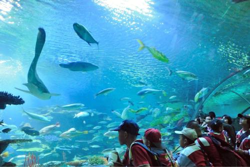 a group of people looking at a large aquarium at GO INN Chiang Mai University - CMU โกอินน์ มหาวิทยาลัยเชียงใหม่ in Chiang Mai