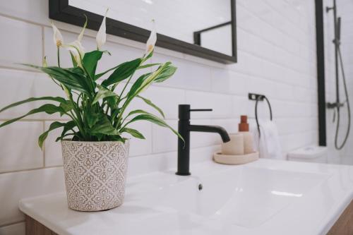 a bathroom sink with a potted plant on it at Casinha Amarela in Figueira da Foz