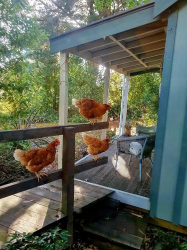 a group of chickens standing on a porch at Bumblebee Cottage in Greytown