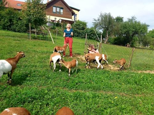 two girls are standing in a field with goats at FerienAppartments Landhaus FühlDichWohl in Fehring