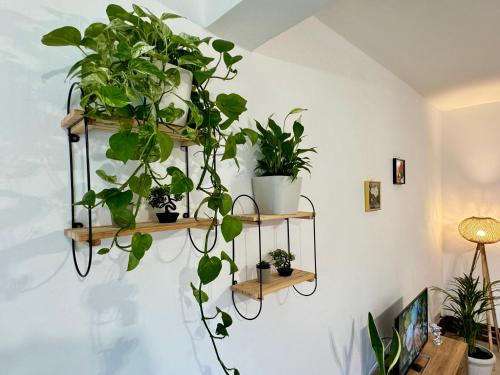 a bunch of plants on shelves on a wall at Luxury Studios in Central Kyrenia in Kérynia