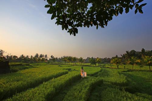 Wapa di Ume Ubud – Photos 3