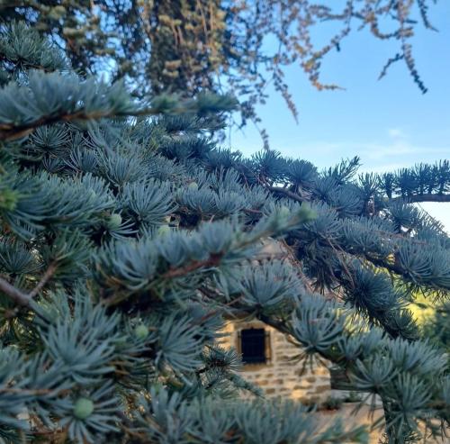 a pine tree with a house in the background at Atypique Le Domaine de la Roche Bernard 