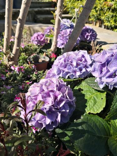 a bunch of purple flowers in a garden at Casa Leonardo a Poggi in Imperia