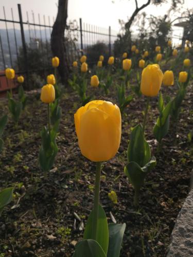 a row of yellow flowers in a garden at Casa Leonardo a Poggi in Imperia