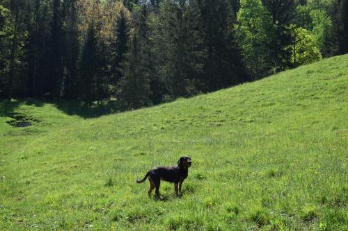 a black dog standing in the grass on a hill at Apartma narava in Begunje pri Cerknici