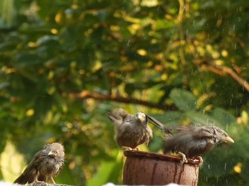 ゲストハウスの敷地内または近くにいる動物