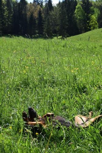 a duck laying in the grass in a field at Apartma podeželje in Podslivnica