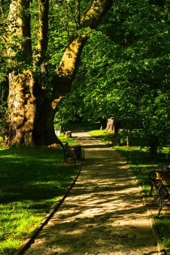 a path in a park with benches and a tree at Zamek Dubiecko in Dubiecko