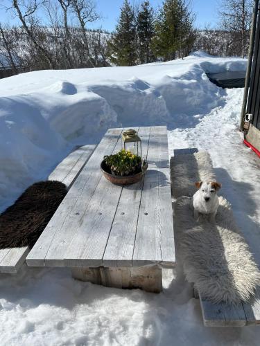 a dog laying on a wooden table in the snow at Cozy family friendly cabin at beautiful location! in Geilo